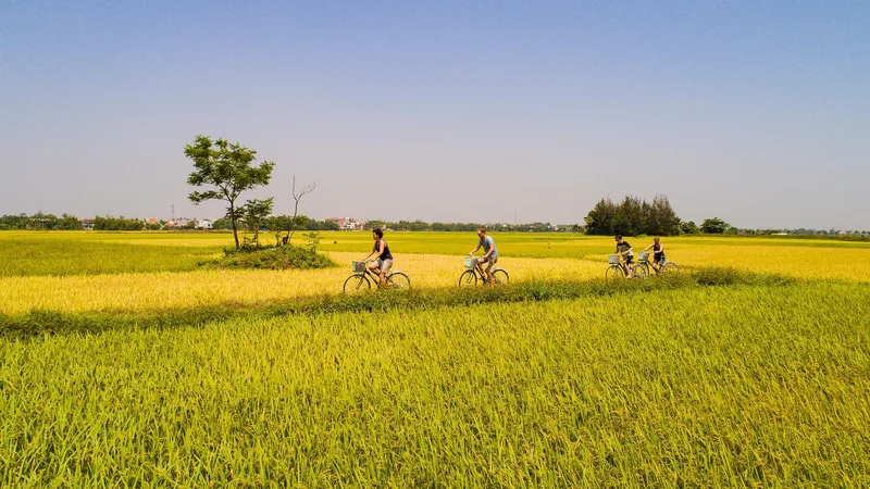 Tư Vấn Thuế Chiến Lược & Tuân Thủ